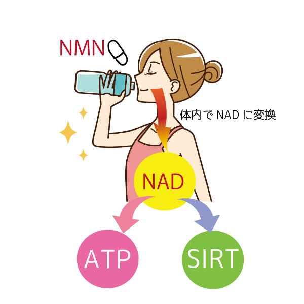 NMNは体内でNADに変換